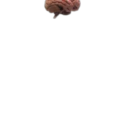 hat, crown, creature, face transparent PNG cut-out