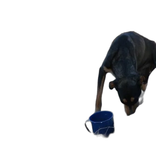 animal, staff, hat, creature transparent PNG cut-out