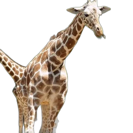 animal, creature, staff, 3d render transparent PNG cut-out