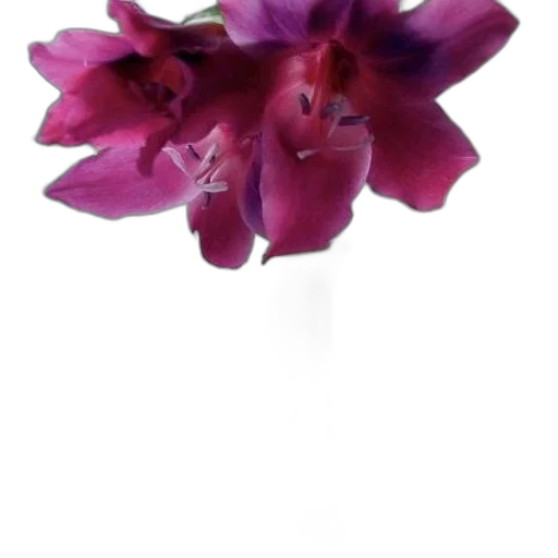 flower, jewelry, crown, staff transparent PNG cut-out
