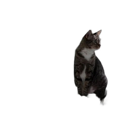 animal, creature, staff, robot transparent PNG cut-out