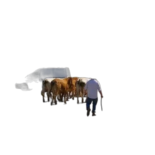 animal, creature, umbrella, staff transparent PNG cut-out