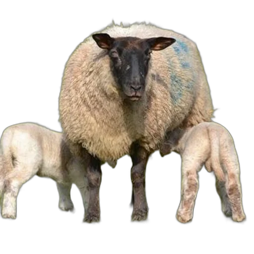 animal, creature, 3d render, photorealistic transparent PNG cut-out
