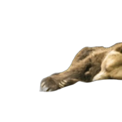 animal, creature, hair, staff transparent PNG cut-out