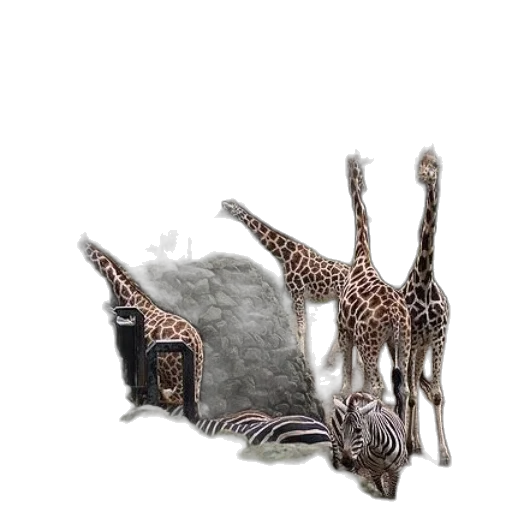 animal, jewelry, shoes, furniture transparent PNG cut-out