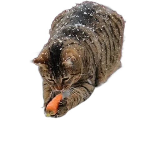 food, animal, staff, creature transparent PNG cut-out