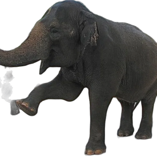 animal, creature, staff, weapon transparent PNG cut-out