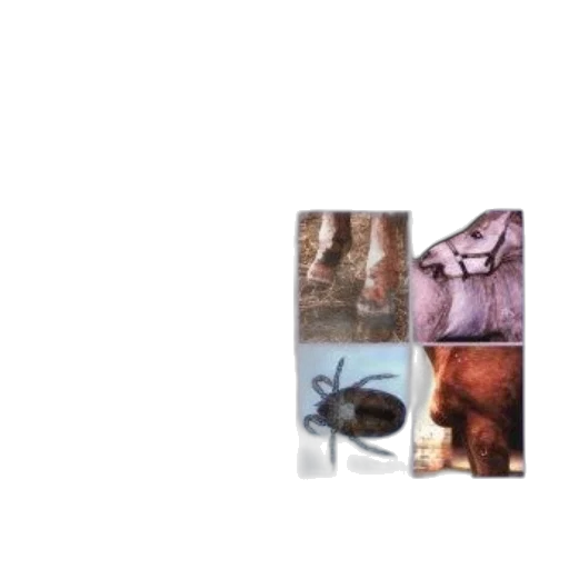 animal, creature, food, hair transparent PNG cut-out