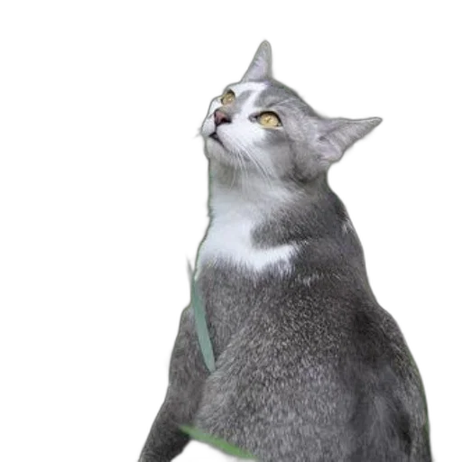 staff, animal, creature, jacket transparent PNG cut-out