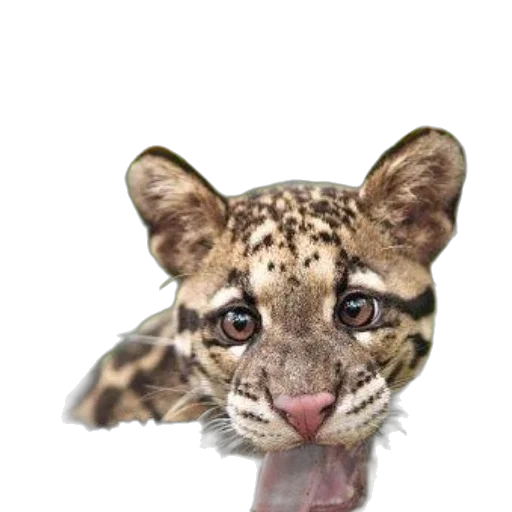 animal, creature, face, staff transparent PNG cut-out