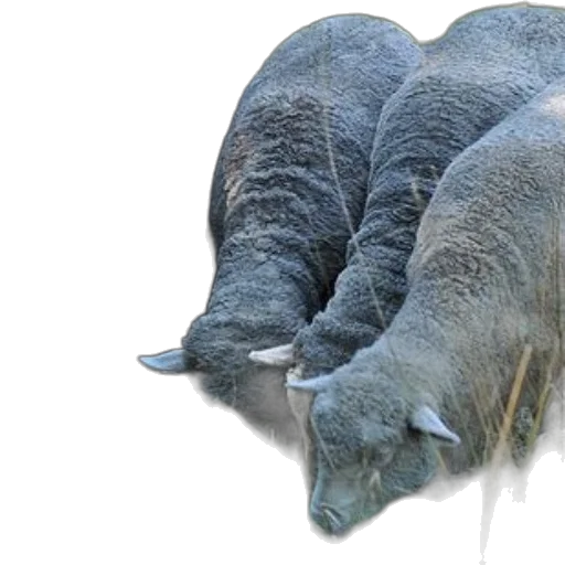 animal, creature, dragon, hair transparent PNG cut-out