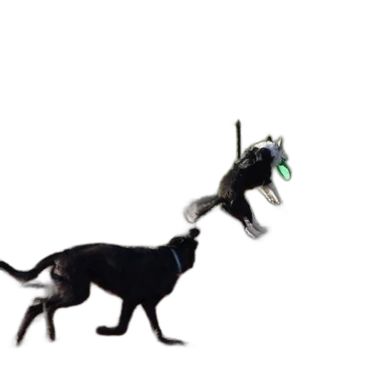 dragon, animal, creature, staff transparent PNG cut-out
