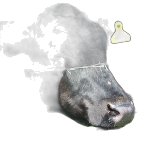 animal, hat, mask, creature transparent PNG cut-out