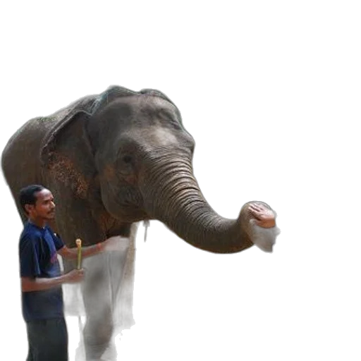 animal, creature, staff, umbrella transparent PNG cut-out