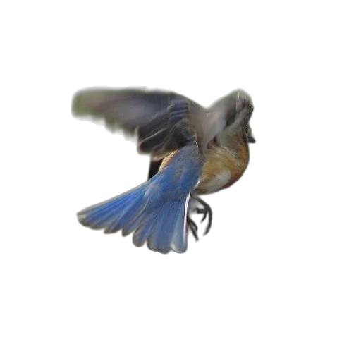 animal, creature, staff, dragon transparent PNG cut-out