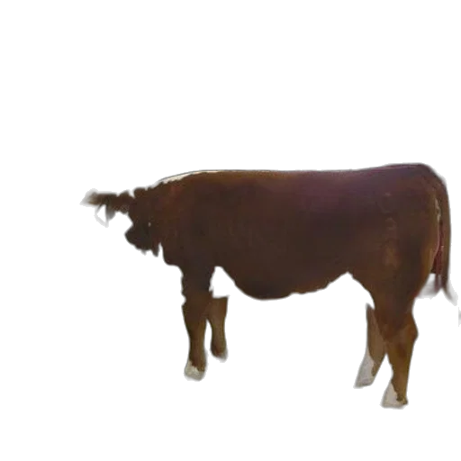 animal, creature, food, staff transparent PNG cut-out