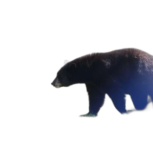 animal, creature, weapon, food transparent PNG cut-out