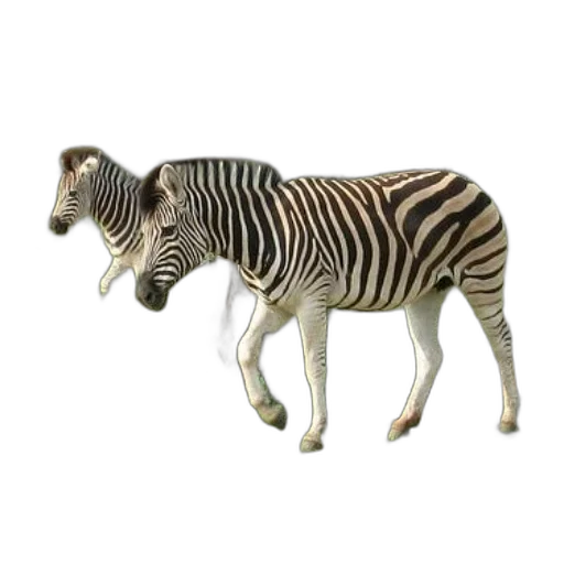 animal, creature, staff, jewelry transparent PNG cut-out