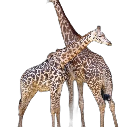 animal, creature, staff, weapon transparent PNG cut-out