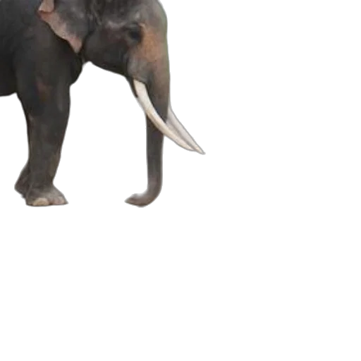 animal, creature, staff, dragon transparent PNG cut-out