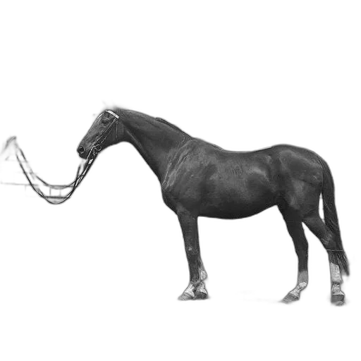 animal, staff, jewelry, weapon transparent PNG cut-out