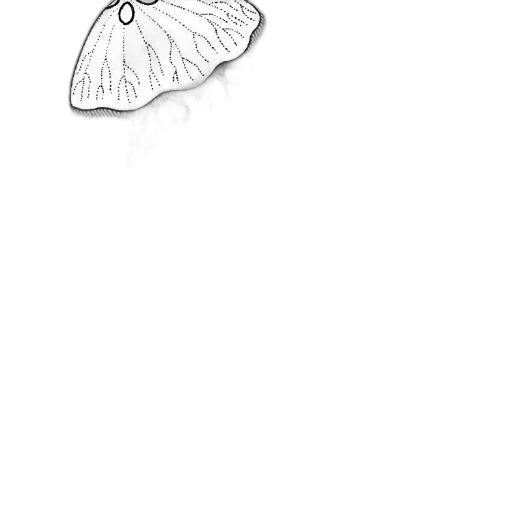 umbrella, hat, flower, creature transparent PNG cut-out