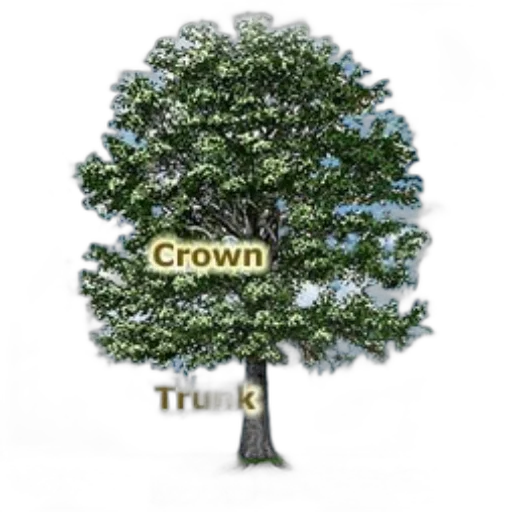 crown, tree, photorealistic, illustration transparent PNG cut-out