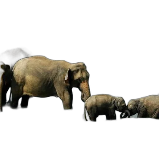 animal, 3d render, concept art, photorealistic transparent PNG cut-out