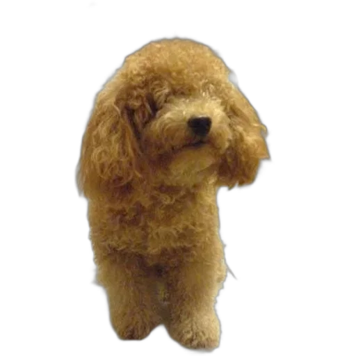 staff, animal, creature, hair transparent PNG cut-out