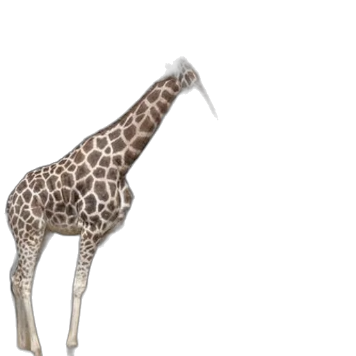 animal, creature, staff, weapon transparent PNG cut-out