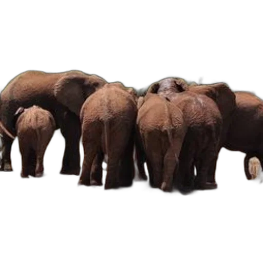 animal, elephants, gather, around transparent PNG cut-out