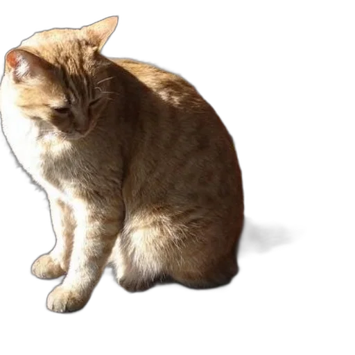 animal, creature, staff, food transparent PNG cut-out