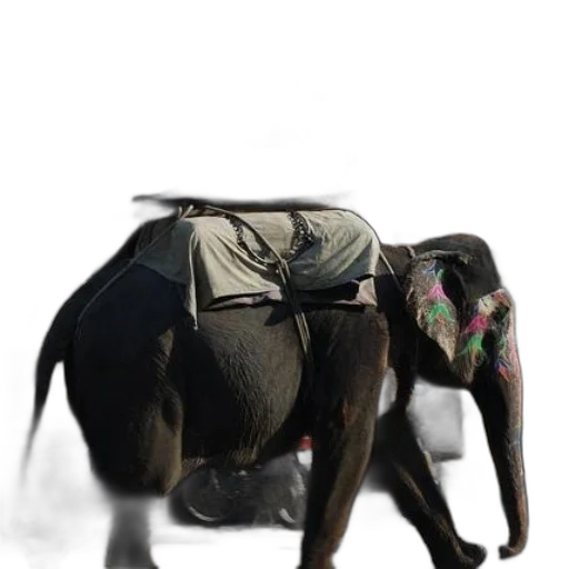 animal, umbrella, staff, jacket transparent PNG cut-out