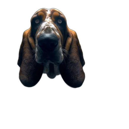 animal, face, creature, staff transparent PNG cut-out