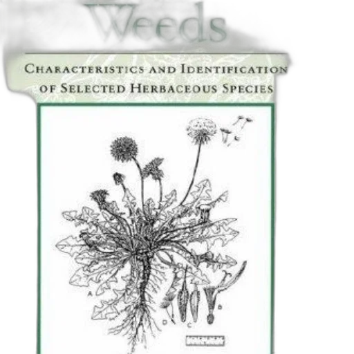 book, cover, green, background transparent PNG cut-out