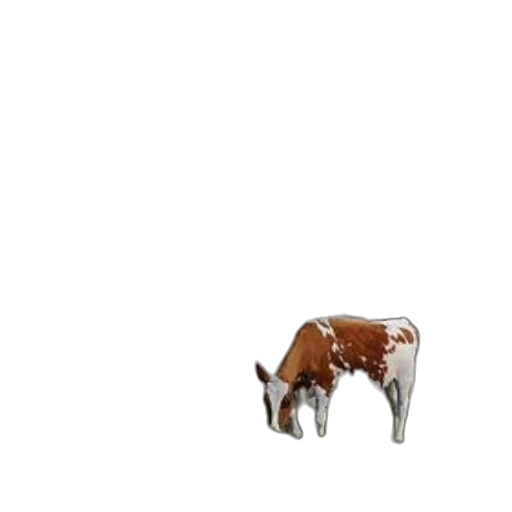 animal, furniture, jewelry, food transparent PNG cut-out