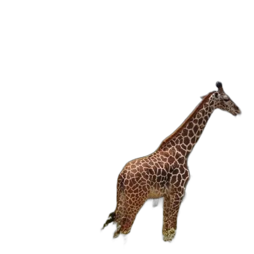 animal, creature, staff, weapon transparent PNG cut-out