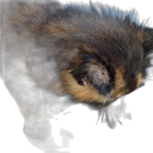 hair, animal, creature, staff transparent PNG cut-out