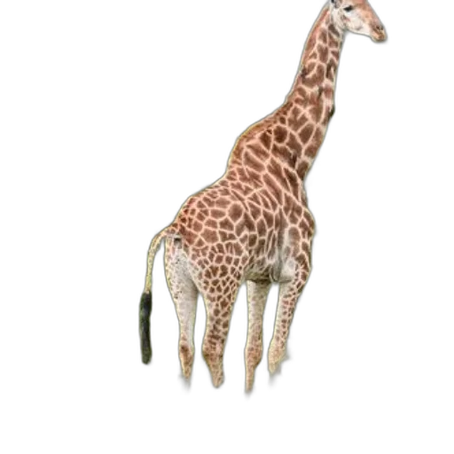 animal, creature, staff, weapon transparent PNG cut-out