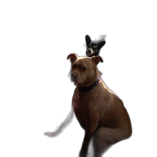 animal, creature, hat, staff transparent PNG cut-out