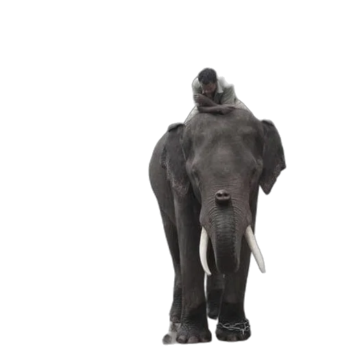 animal, staff, creature, hat transparent PNG cut-out