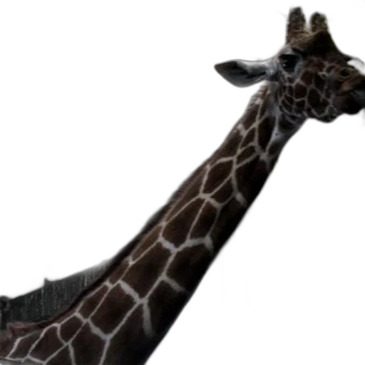 animal, creature, staff, hat transparent PNG cut-out