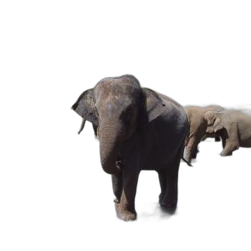 animal, creature, 3d render, photorealistic transparent PNG cut-out