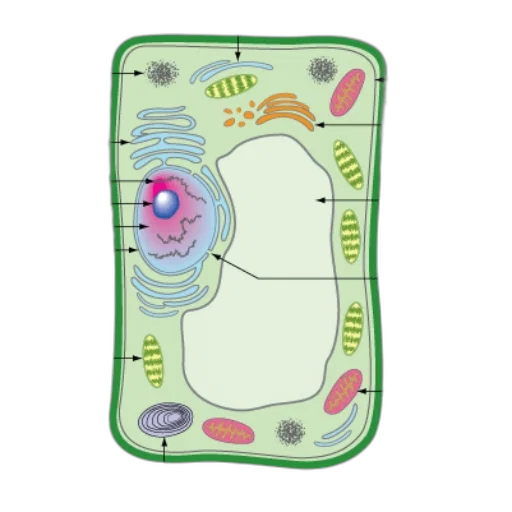 detailed, diagram, plant, cell transparent PNG cut-out
