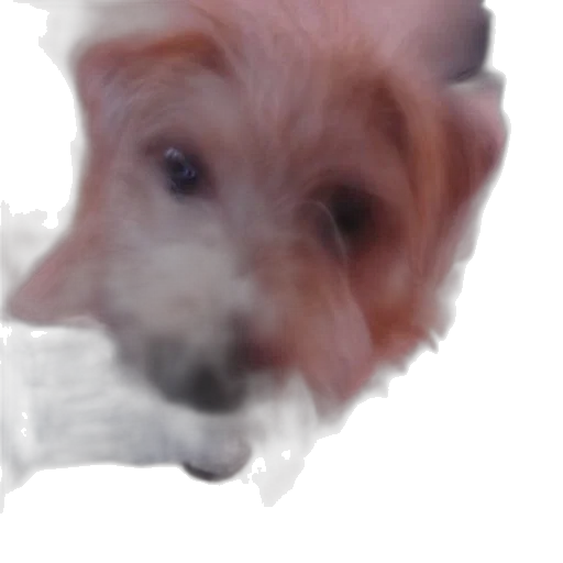 animal, creature, face, staff transparent PNG cut-out