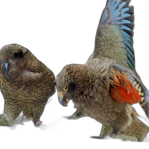 animal, 3d render, photorealistic, concept art transparent PNG cut-out
