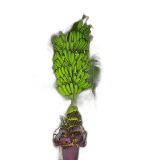 staff, crown, flower, weapon transparent PNG cut-out