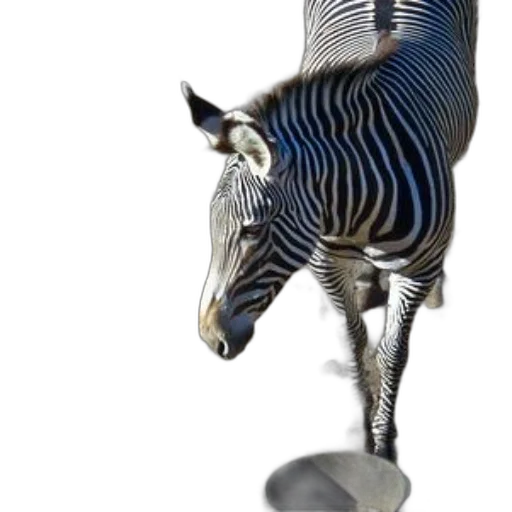jewelry, animal, furniture, creature transparent PNG cut-out