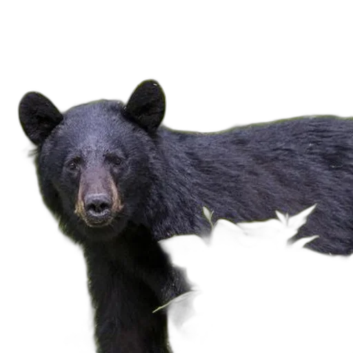 animal, creature, staff, face transparent PNG cut-out