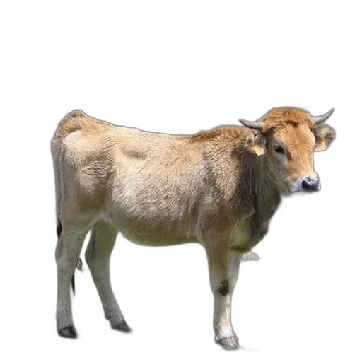 animal, creature, staff, food transparent PNG cut-out
